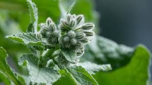 Flor